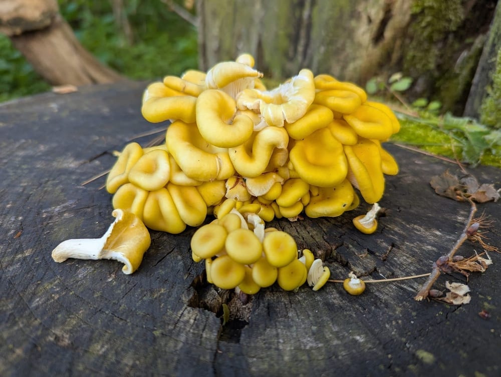 Anderson Farm County Dog Park, photo 2