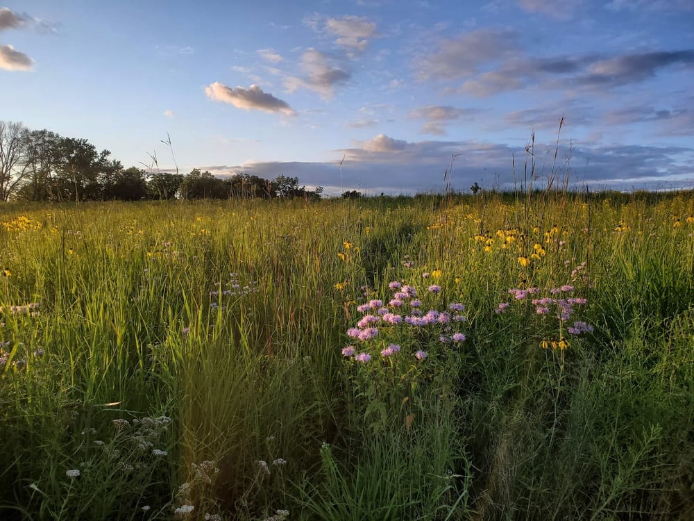 Anderson Farm County Dog Park, photo 3