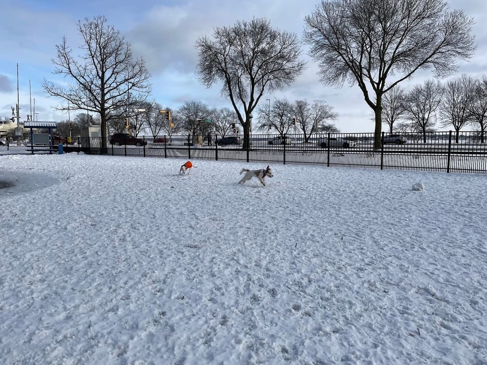 Brittingham Park Dog Park, photo 3