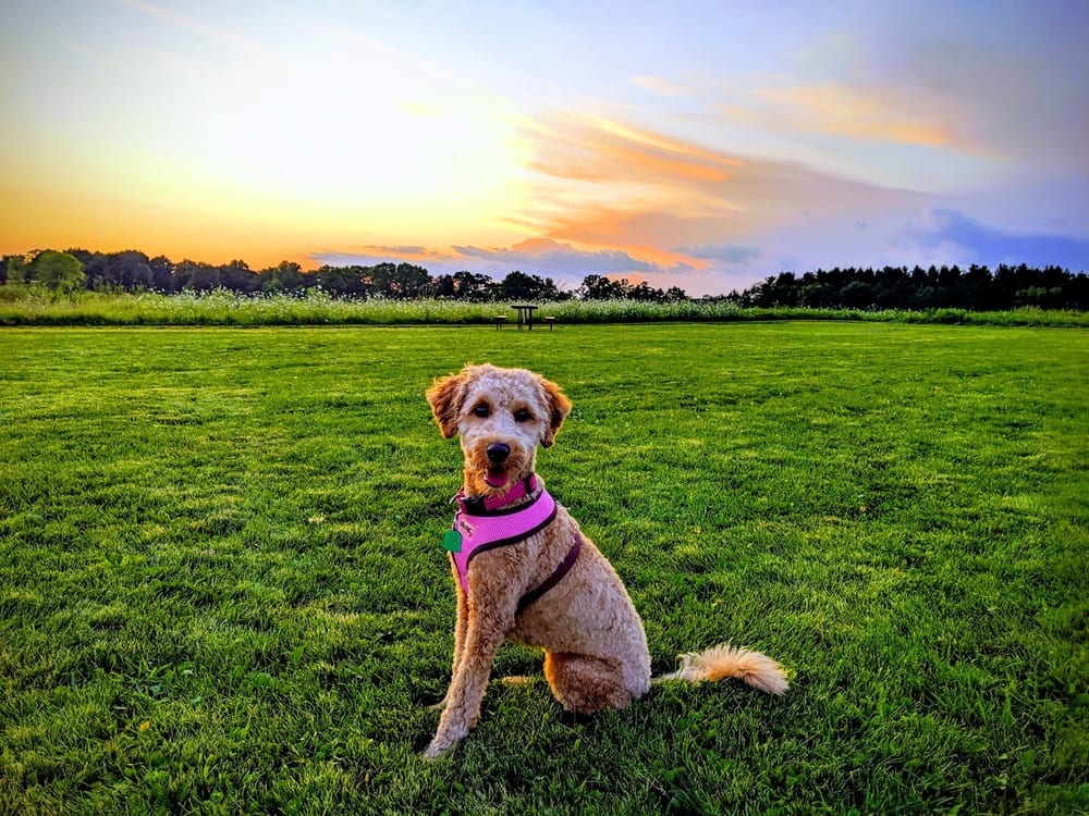 Capital Springs Dog Park, photo 2
