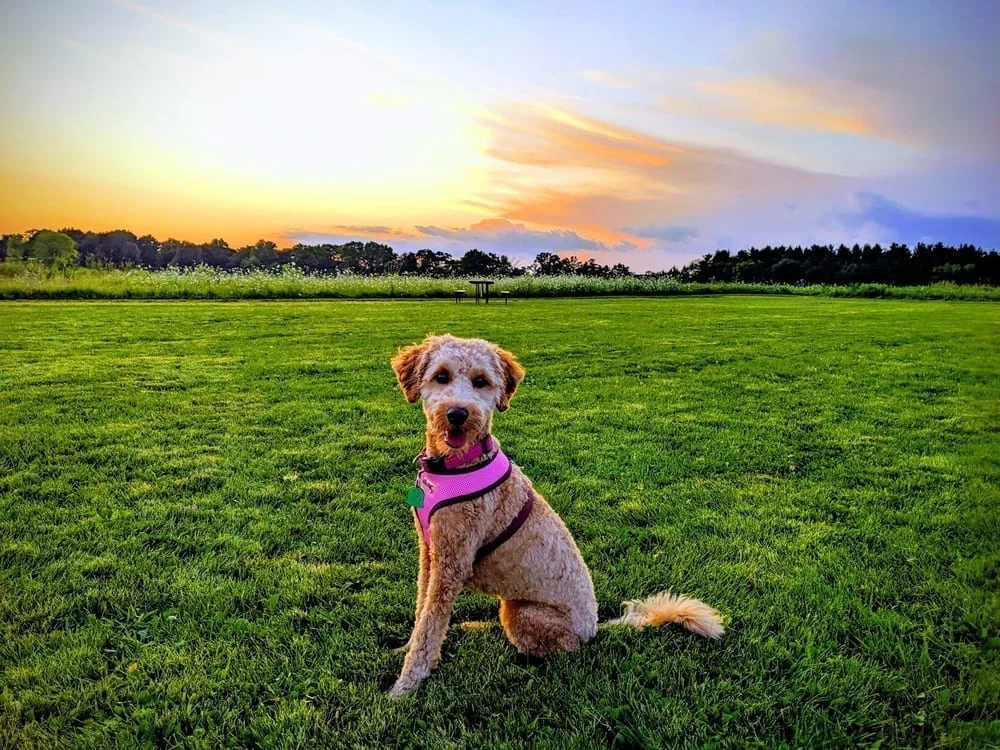 Capital Springs Dog Park, photo 2