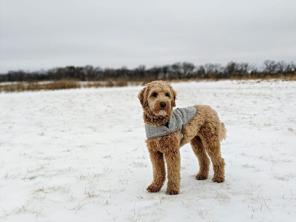 Capital Springs Dog Park, photo 3
