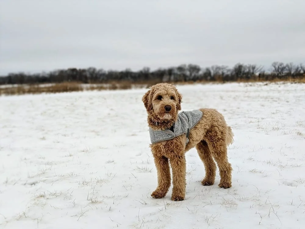 Capital Springs Dog Park, photo 3