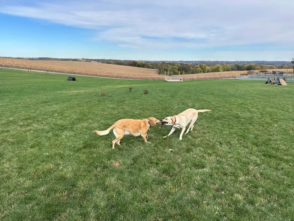 Dairy Ridge Dog Run, photo 2
