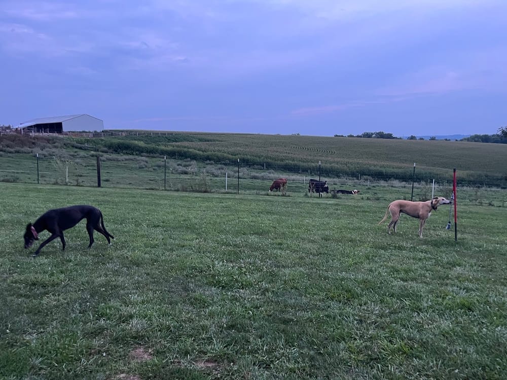 Dairy Ridge Dog Run, photo 3