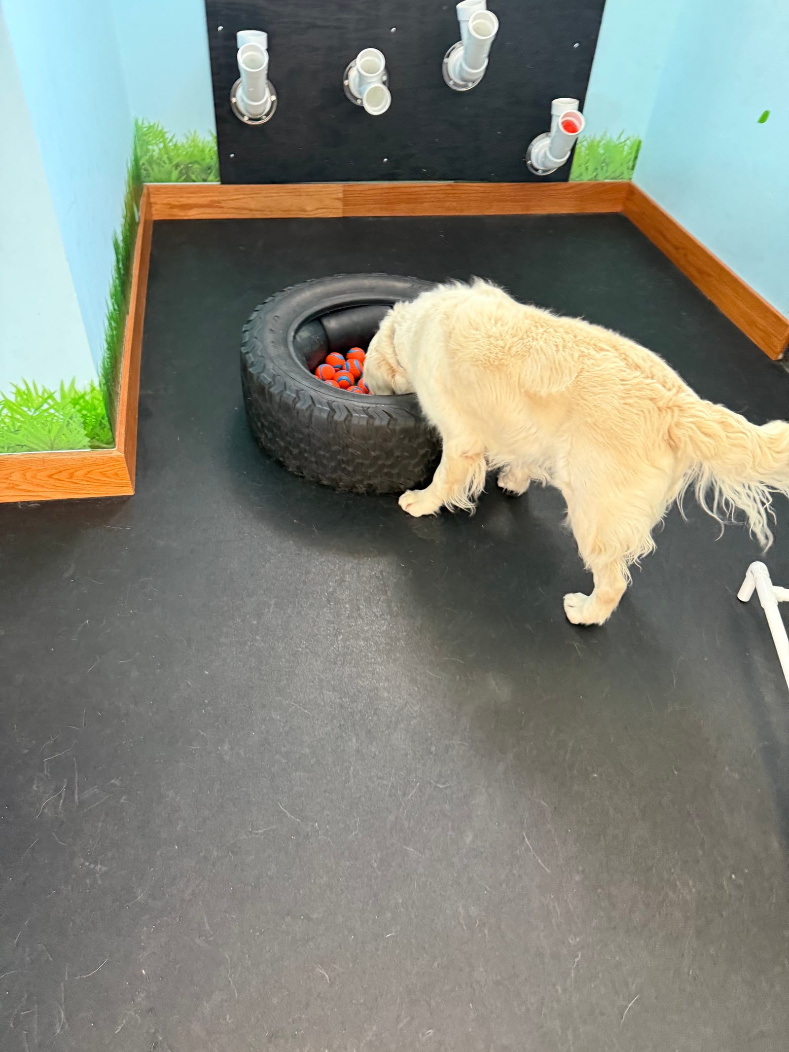 DoggieLand Play Park