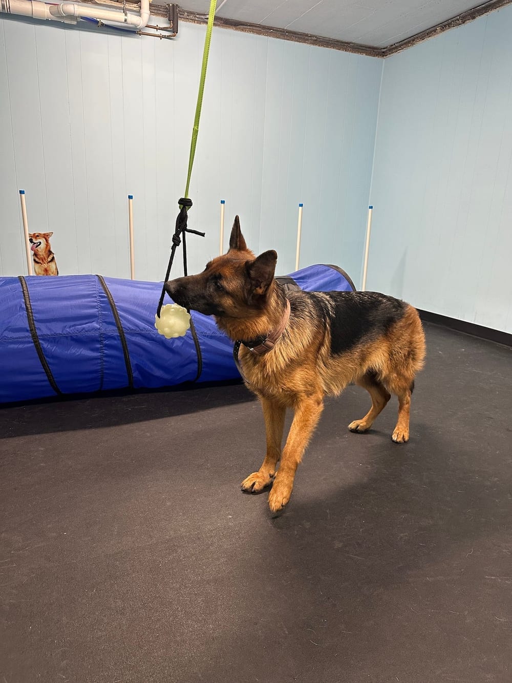 DoggieLand Play Park, photo 2