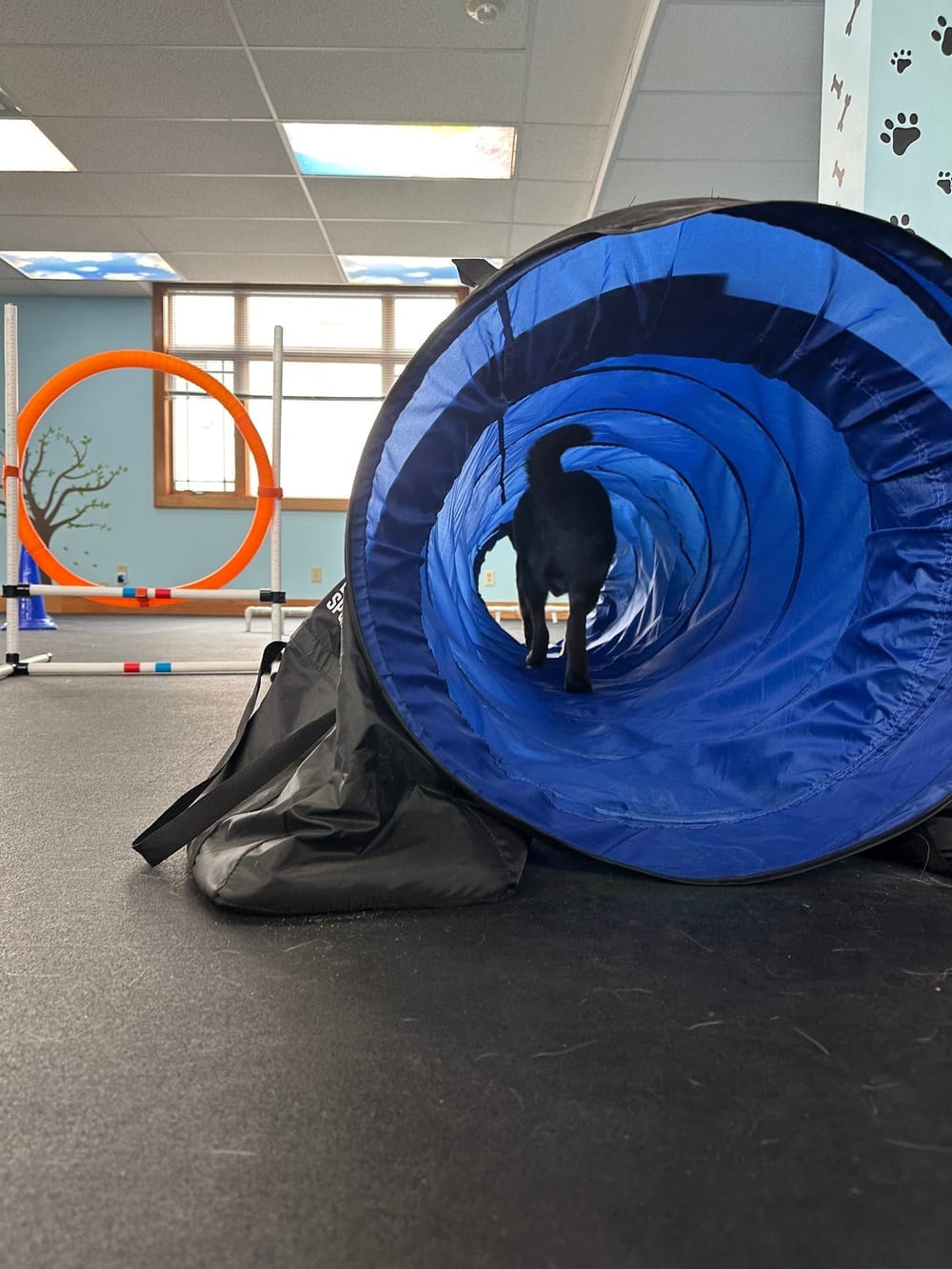 DoggieLand Play Park, photo 3