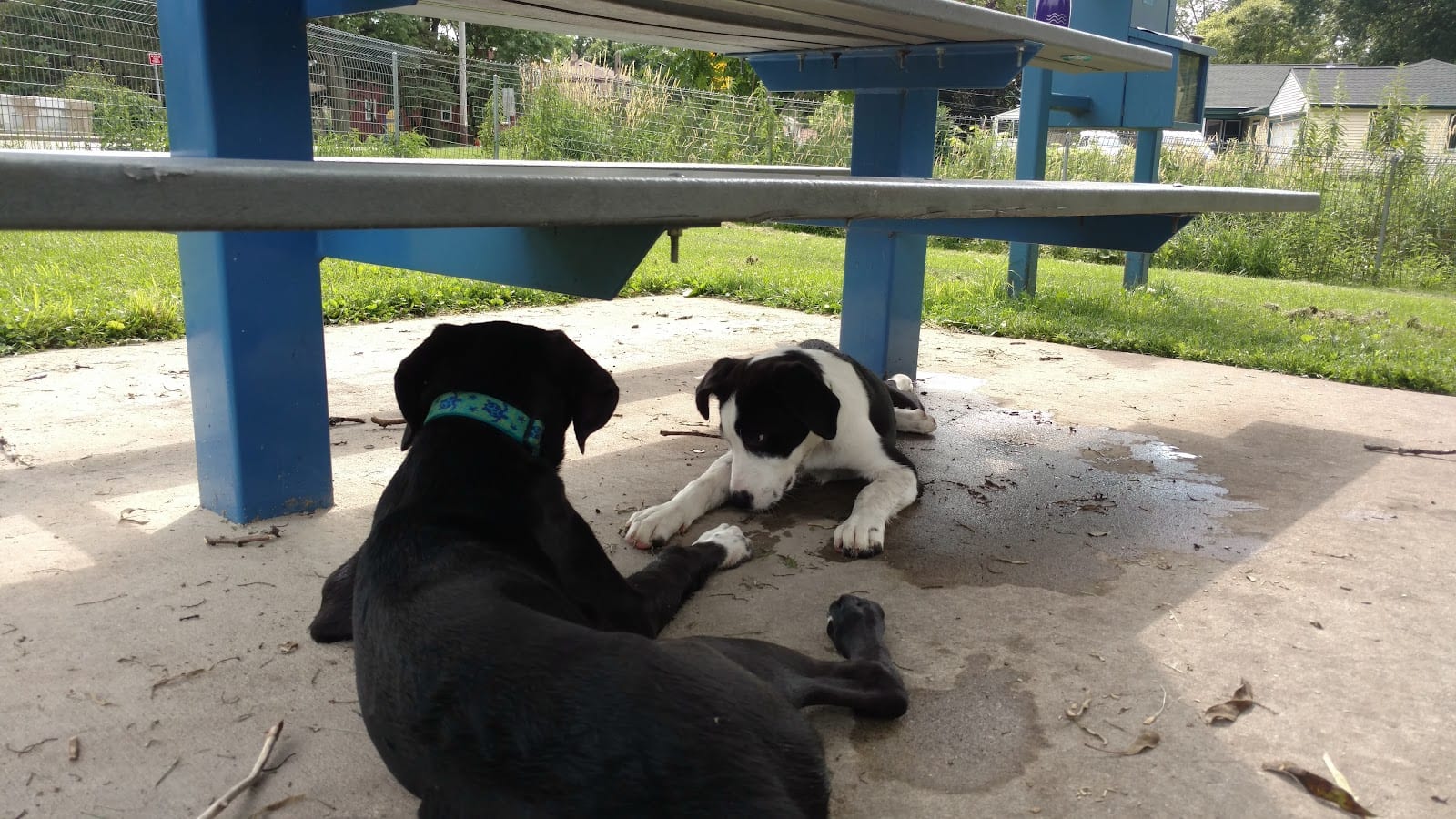 McCormick Park Dog Park