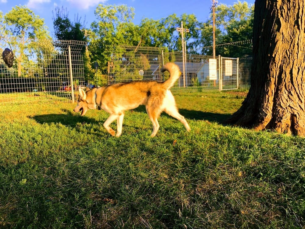 McCormick Park Dog Park, photo 3