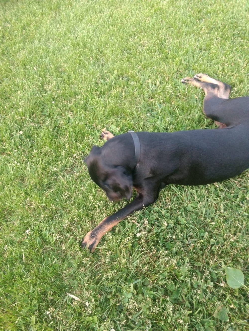 My Dog and Me, photo 2