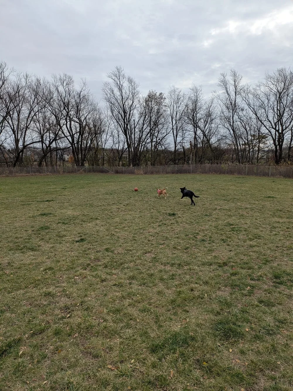 North Star Dog Park, photo 2
