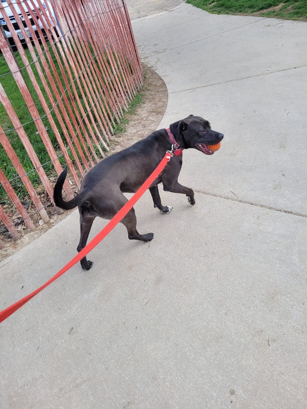 Odana School Park Dog Park, photo 2
