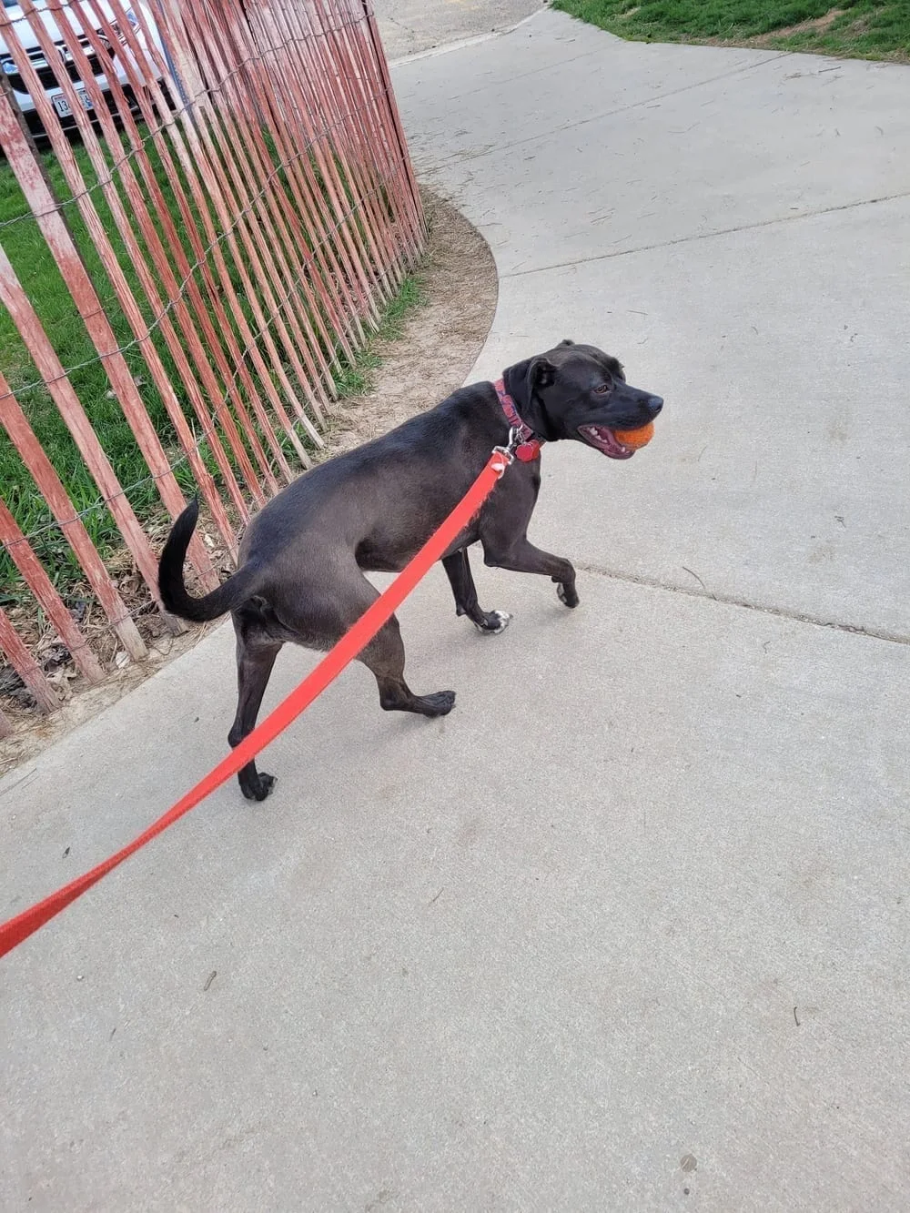 Odana School Park Dog Park, photo 2