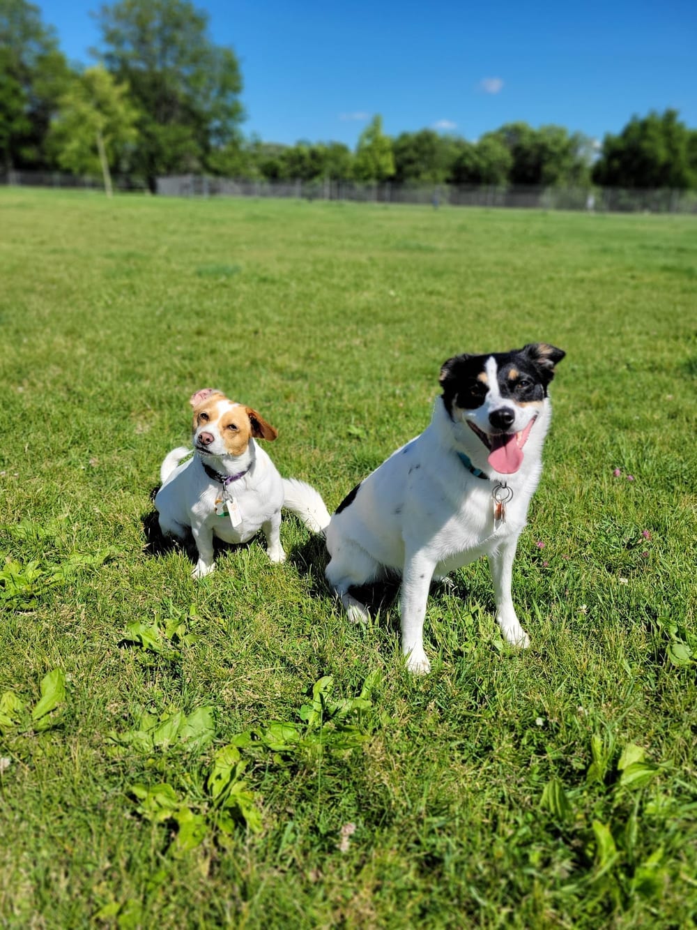 Odana School Park Dog Park, photo 3