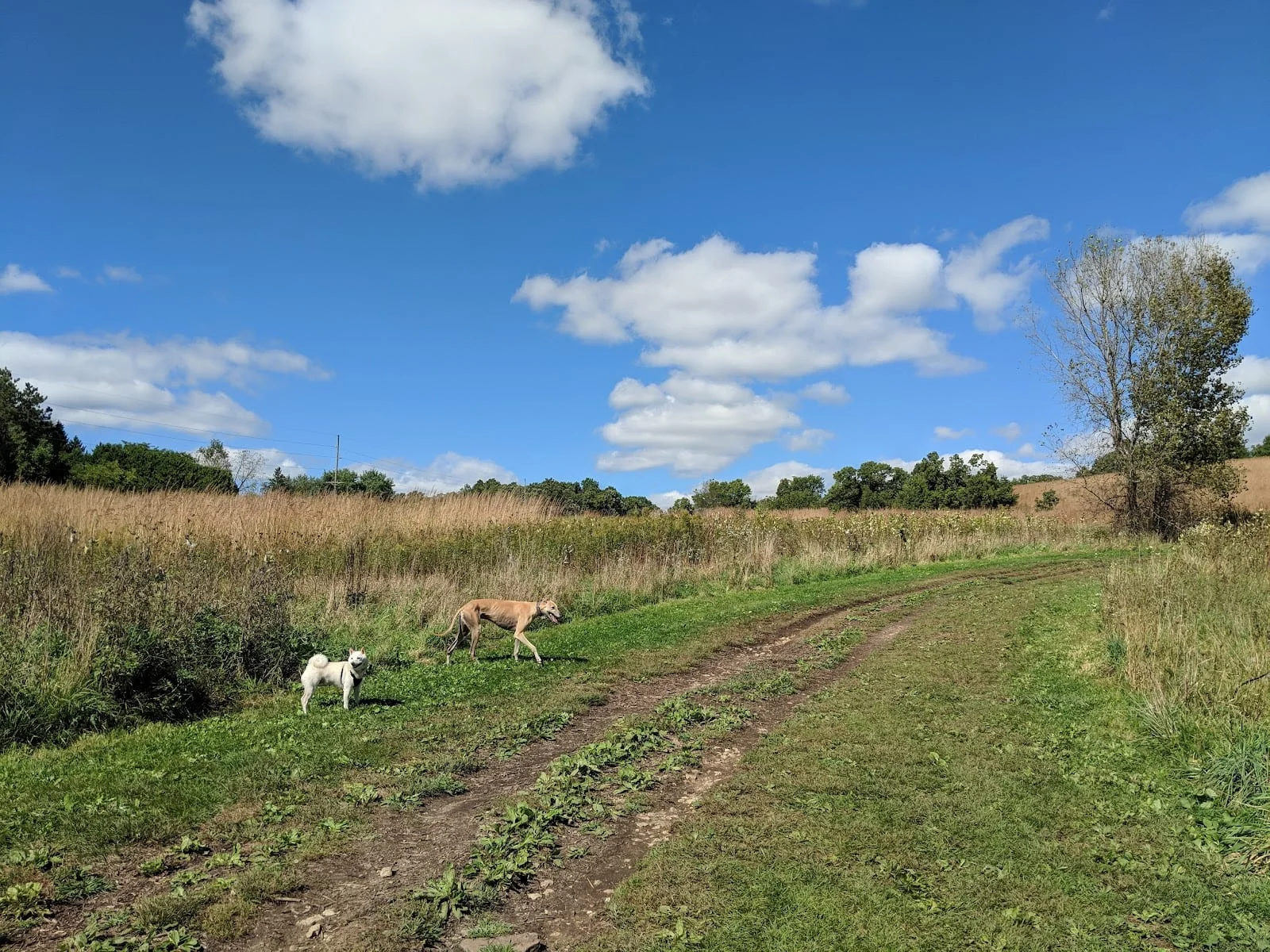 Dog park in Madison