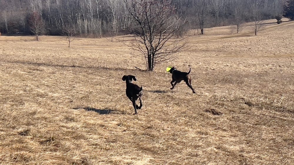 Prairie Moraine Dog Park, photo 2