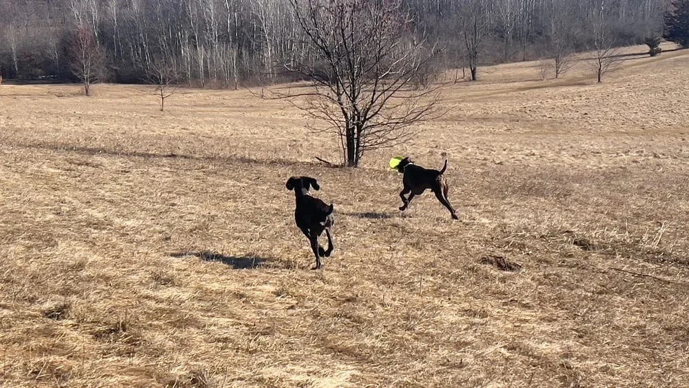 Prairie Moraine Dog Park, photo 2