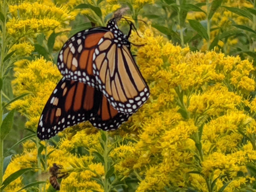 Prairie Moraine Dog Park, photo 3