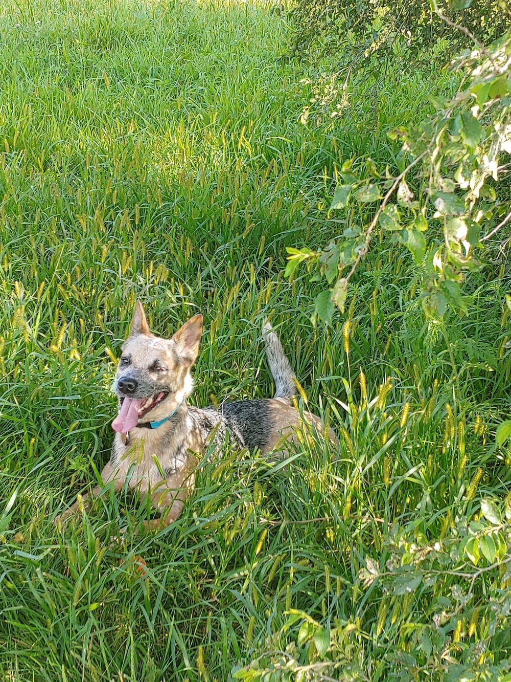 Sun Prairie Dog Park, photo 2