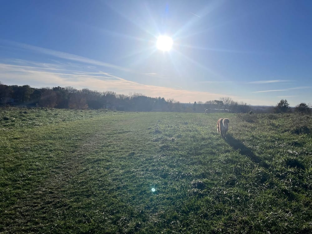 Sycamore Park, photo 2