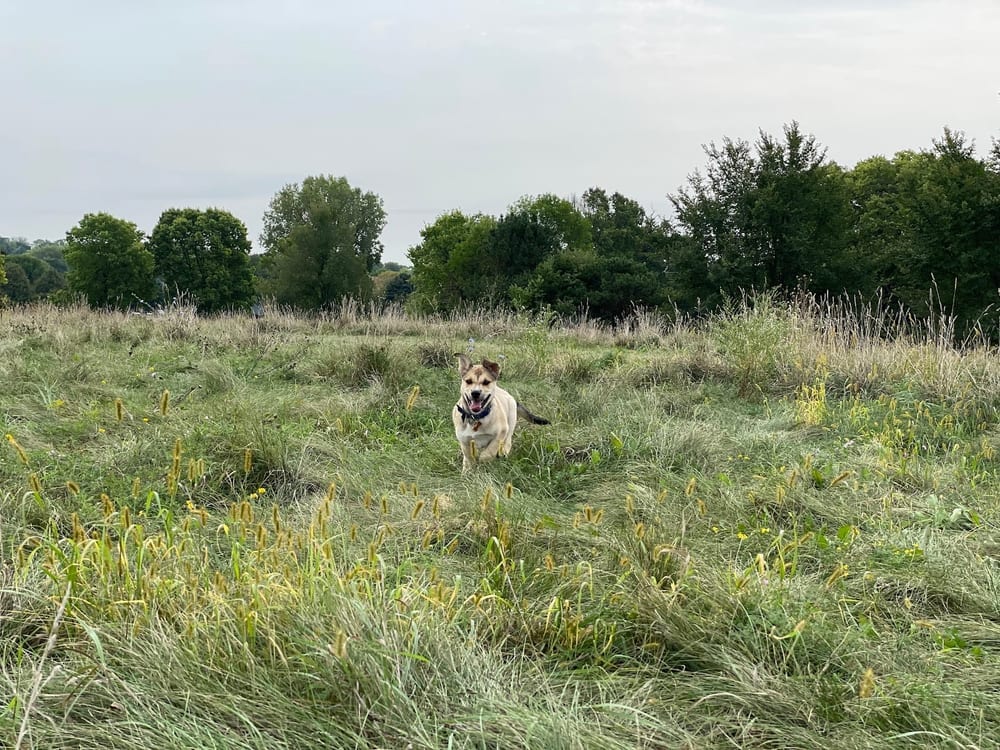 Sycamore Park, photo 3