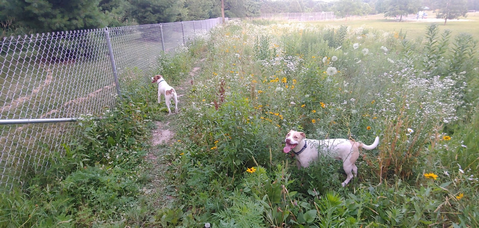 Walnut Grove Park Dog Park
