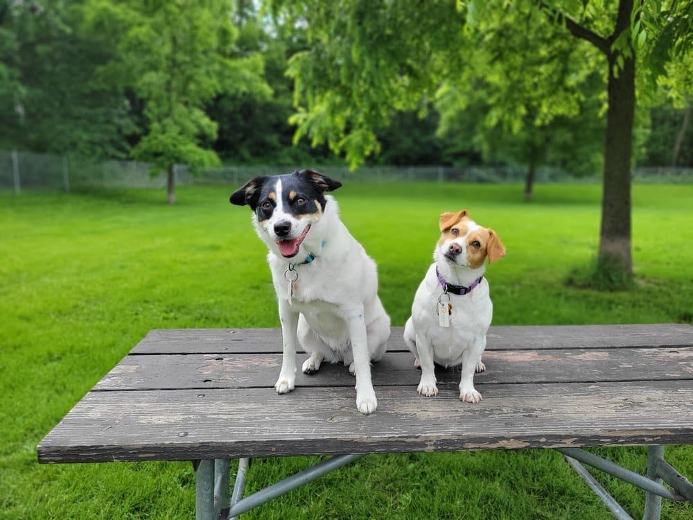 Walnut Grove Park Dog Park, photo 3