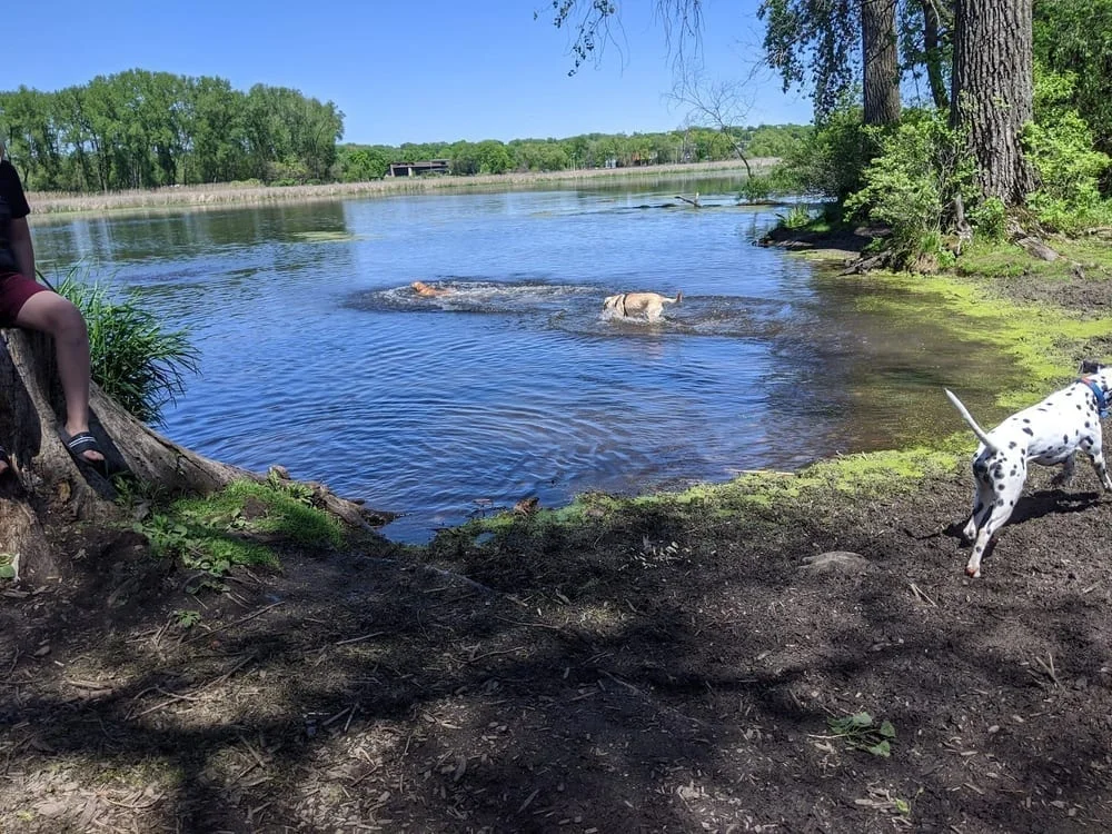 Warner Park Dog Park, photo 3