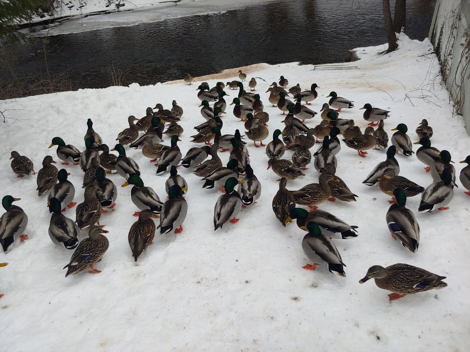 Bass Island Park, photo 2