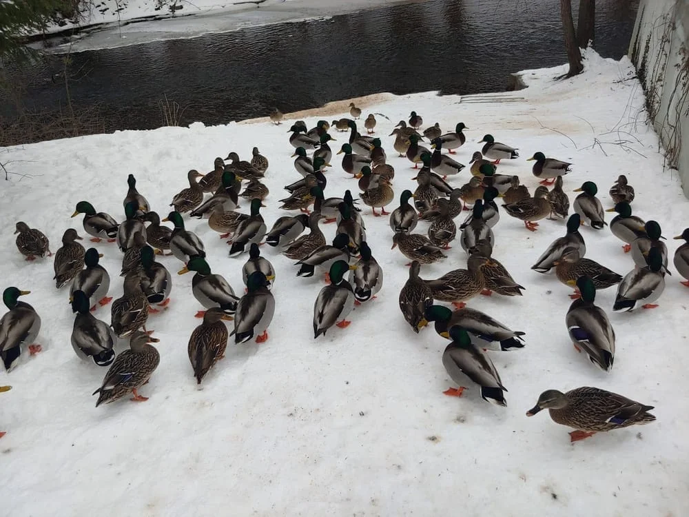 Bass Island Park, photo 2