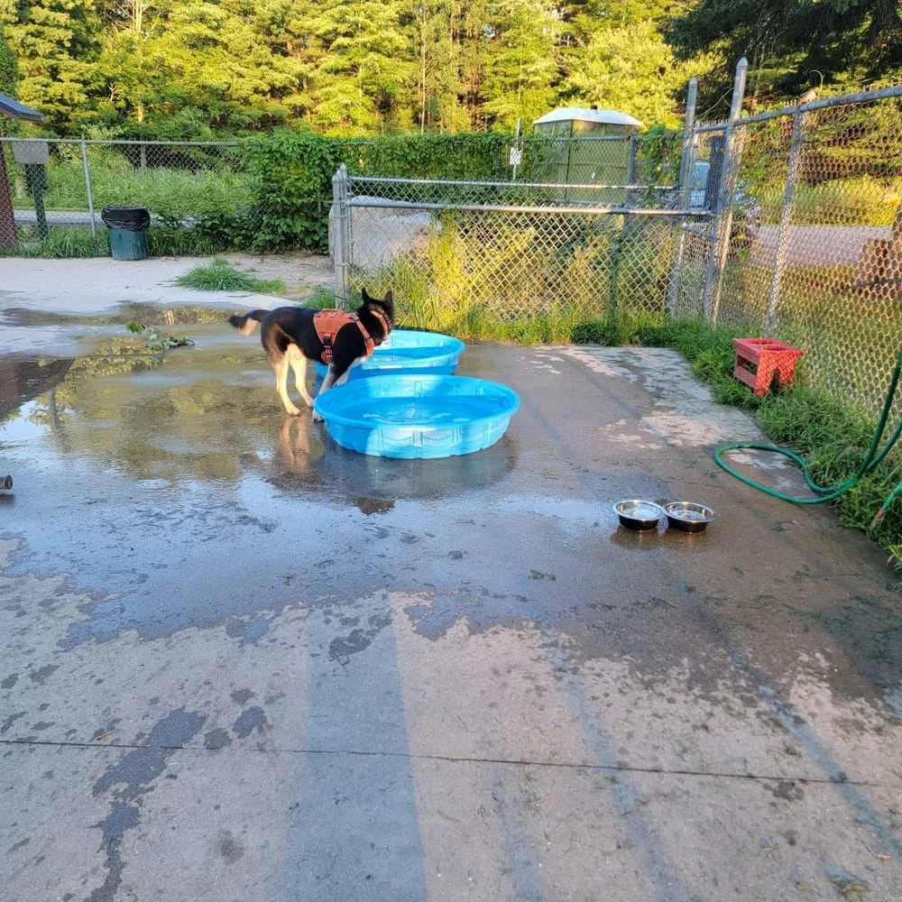 Derry Dog Park, photo 3