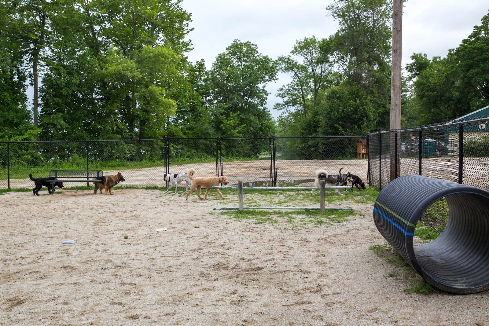 Dog park in Manchester