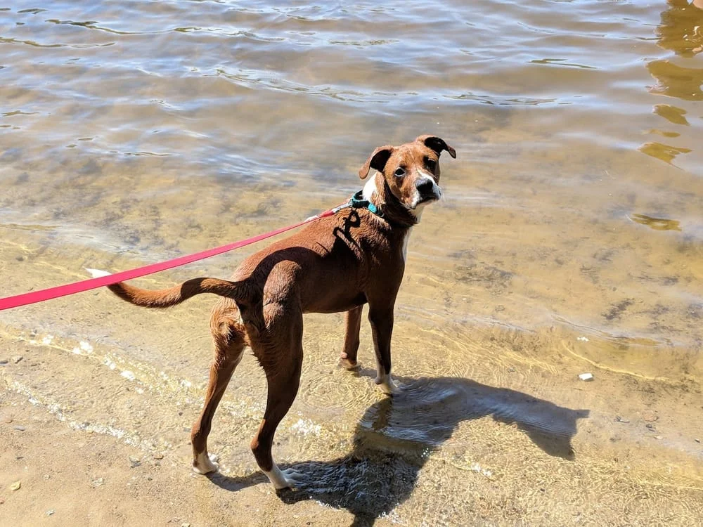 Hooksett Dog Park, photo 2