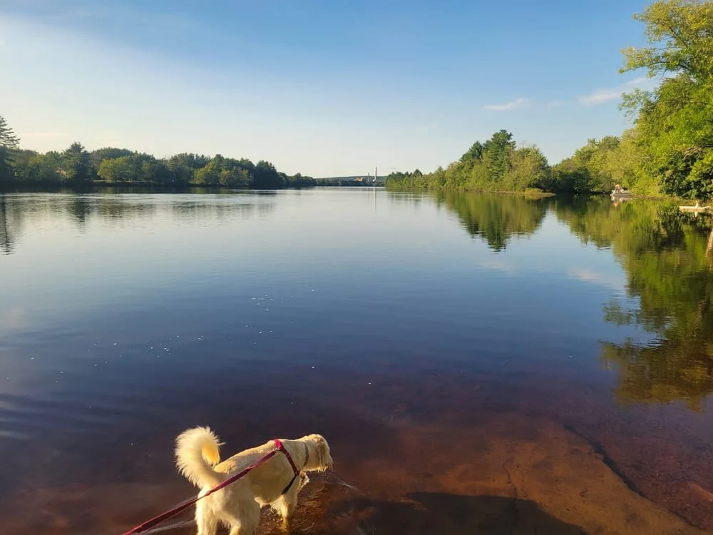 Hooksett Dog Park, photo 3