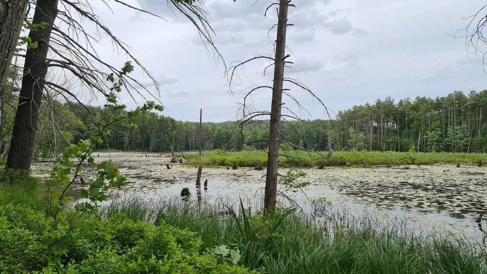 Wasserman Park, photo 2