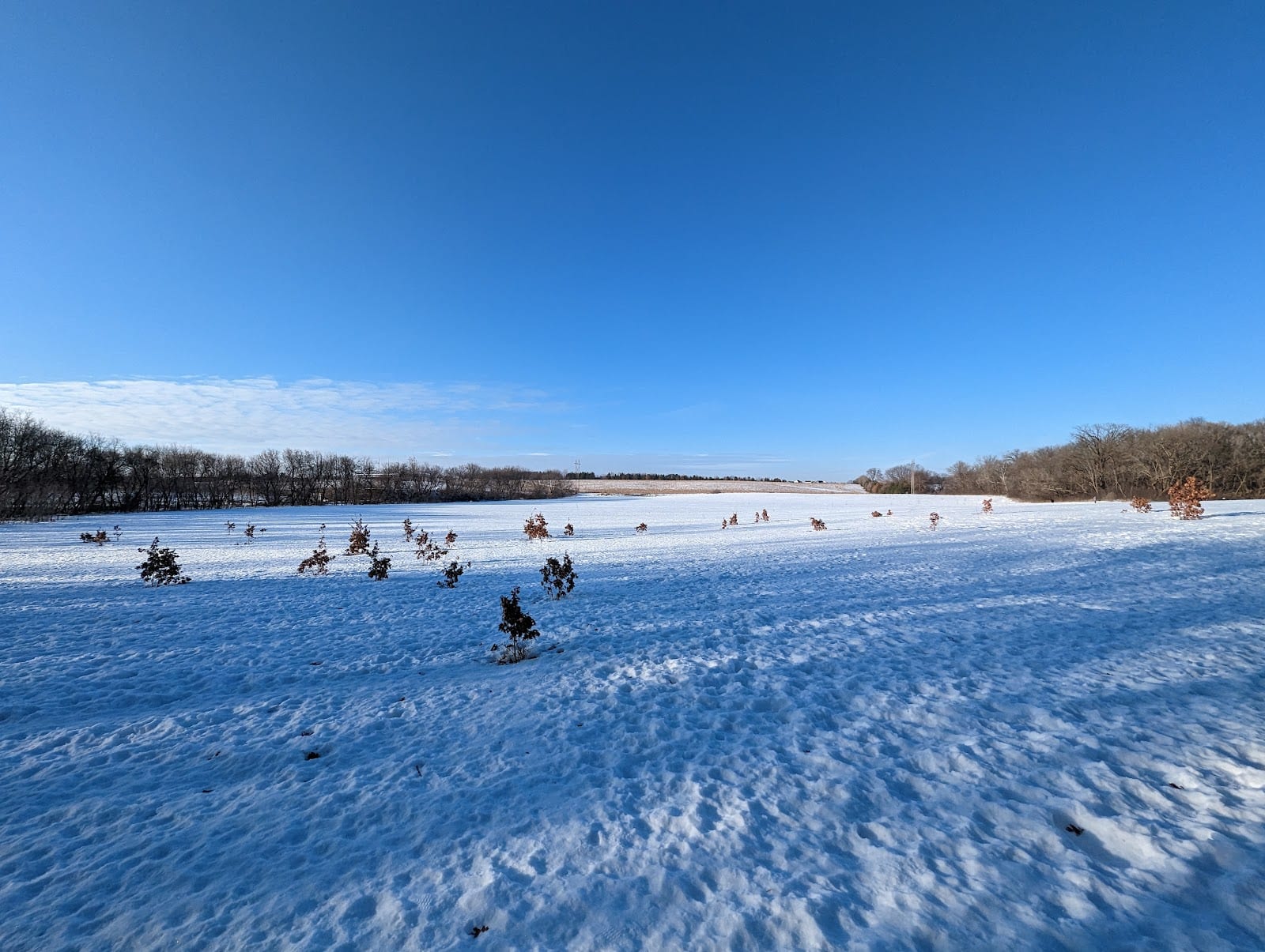 Andy's Bark Park, photo 2