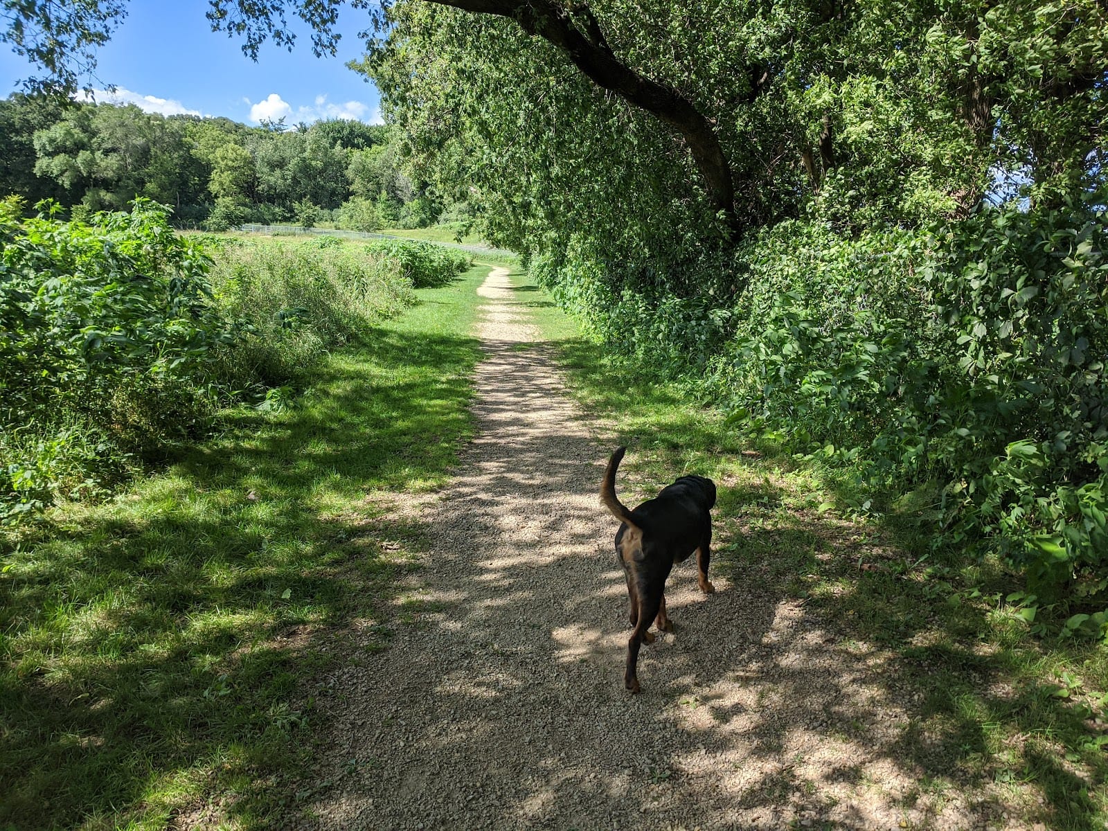 Andy's Bark Park, photo 3