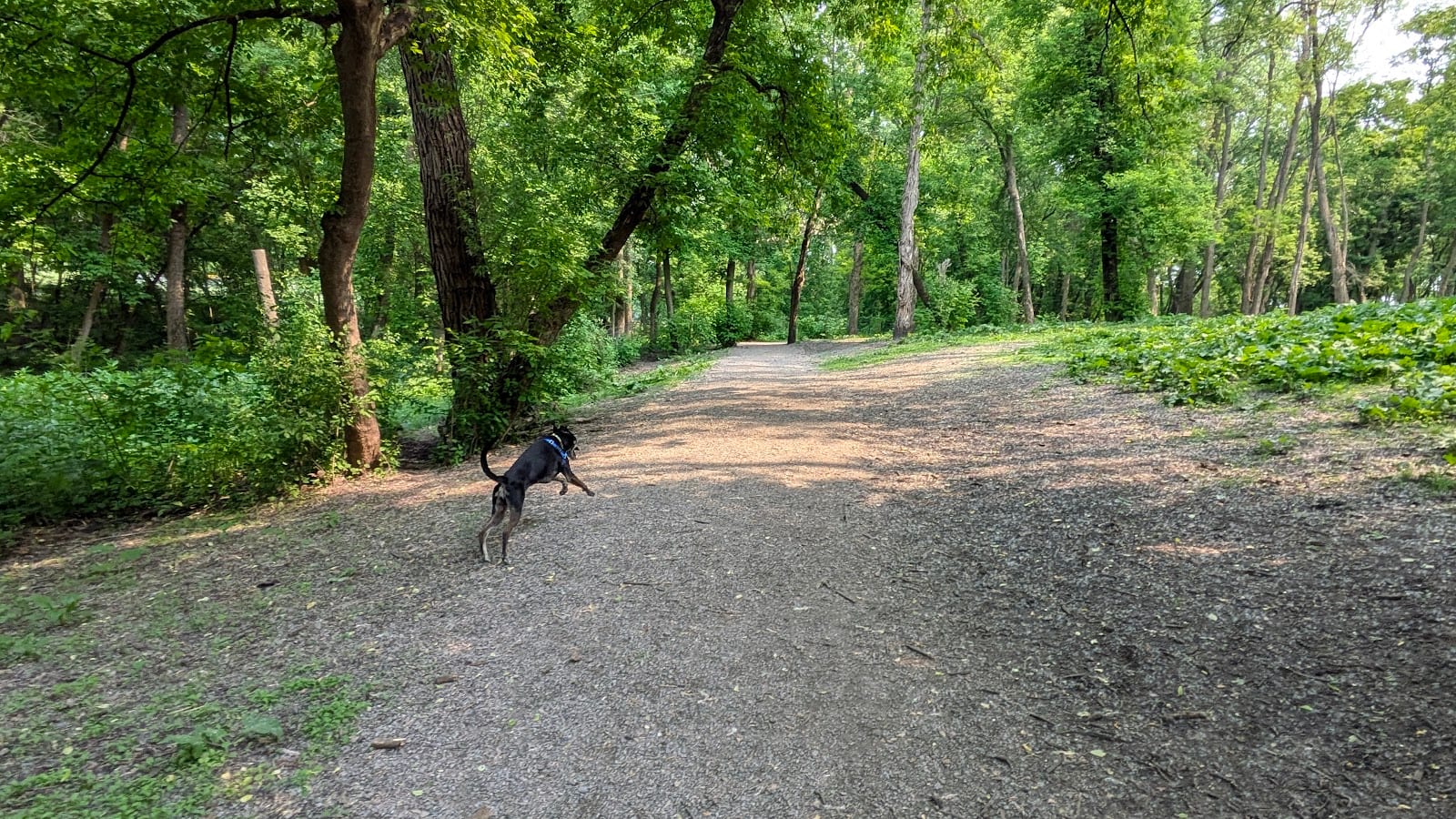 Bassett Creek Dog Park, photo 2