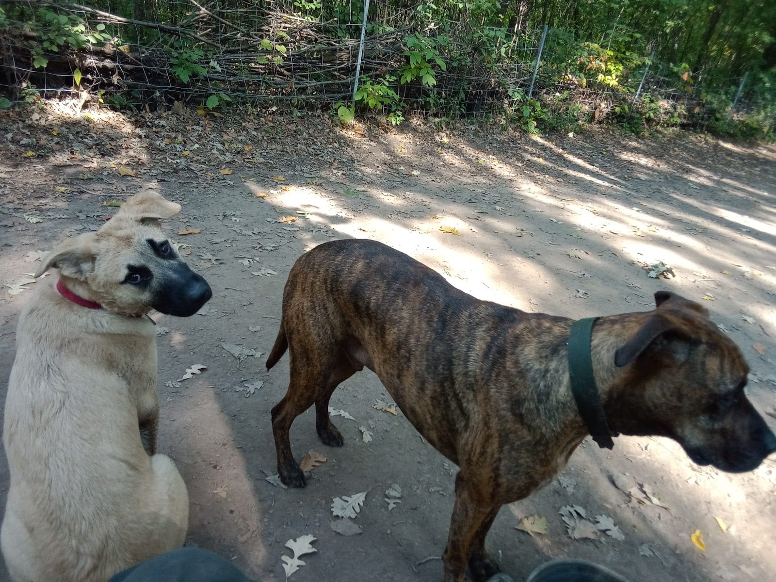 Battle Creek Dog Park
