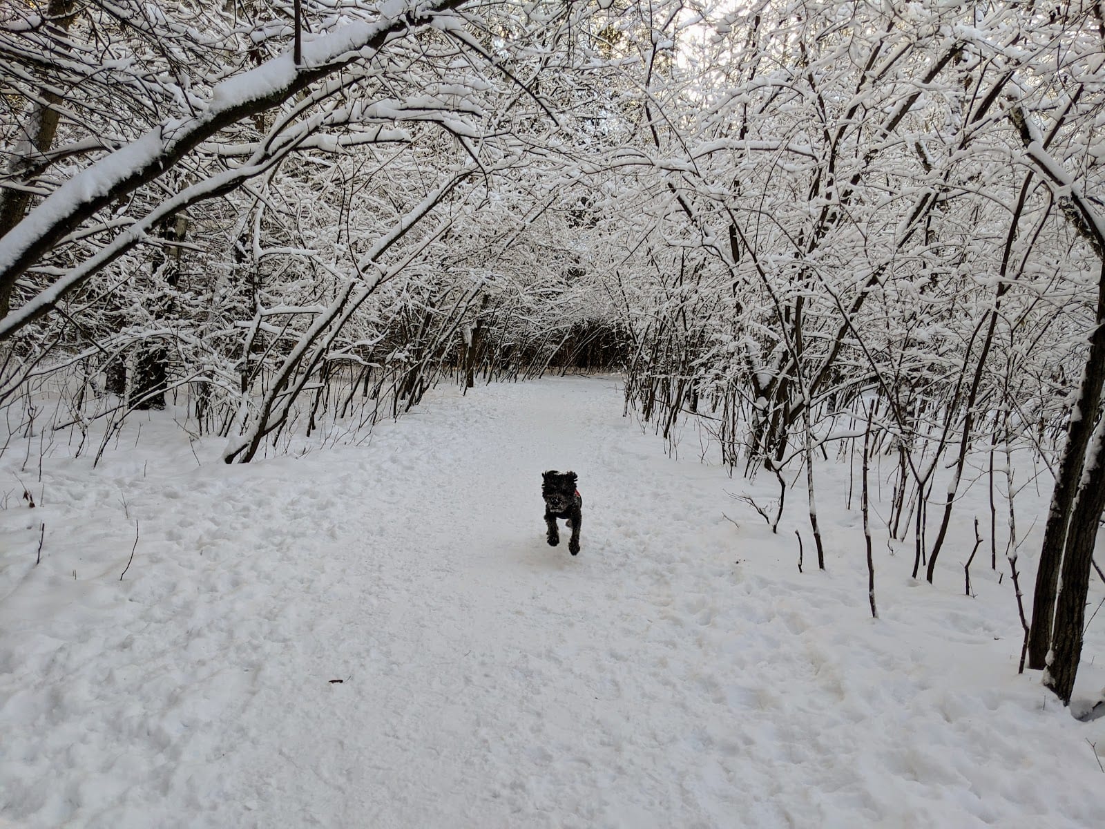 Battle Creek Dog Park, photo 2