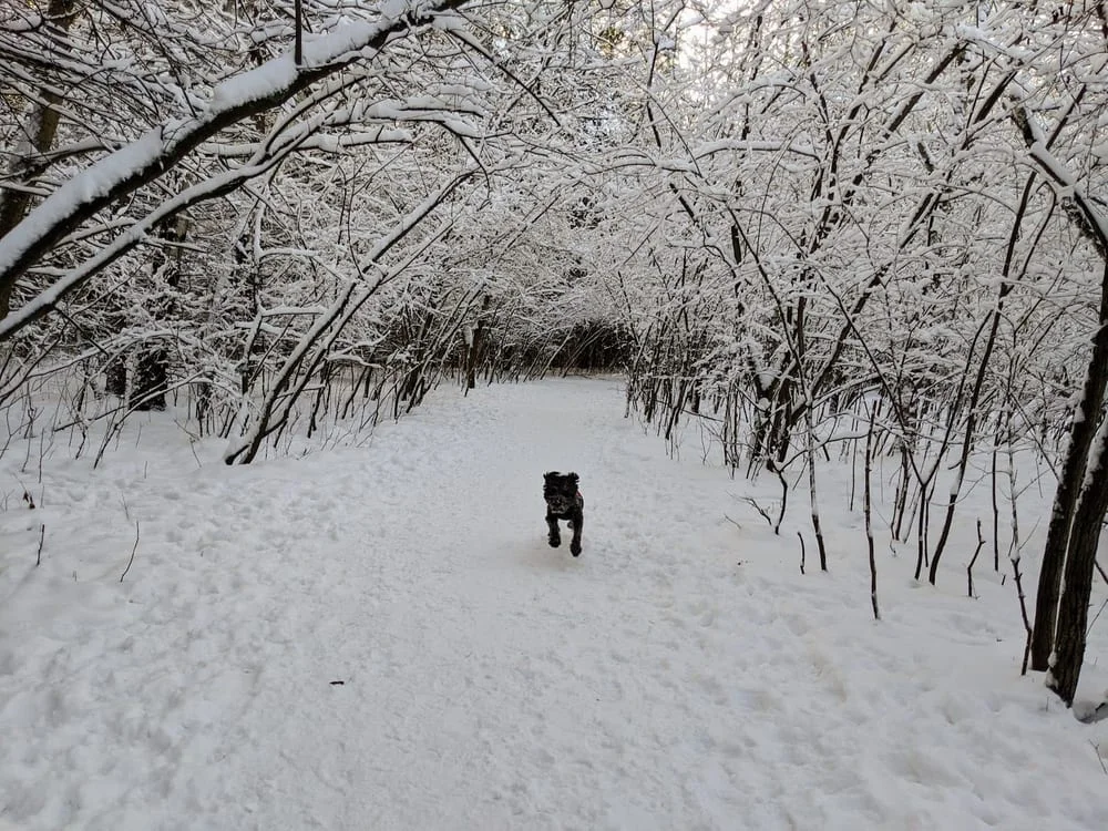 Battle Creek Dog Park, photo 2