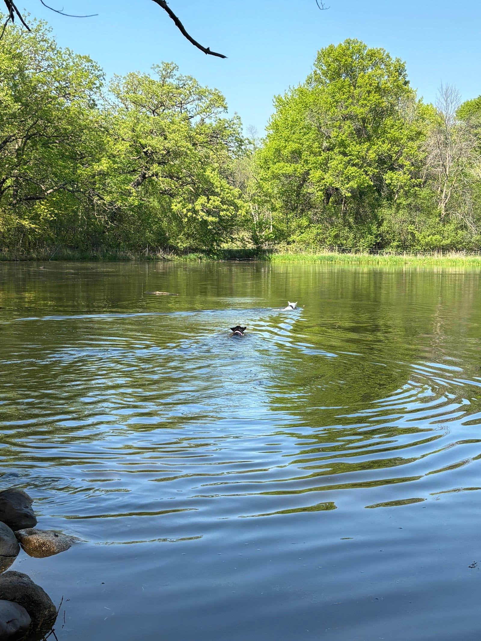 Battle Creek Dog Park, photo 3
