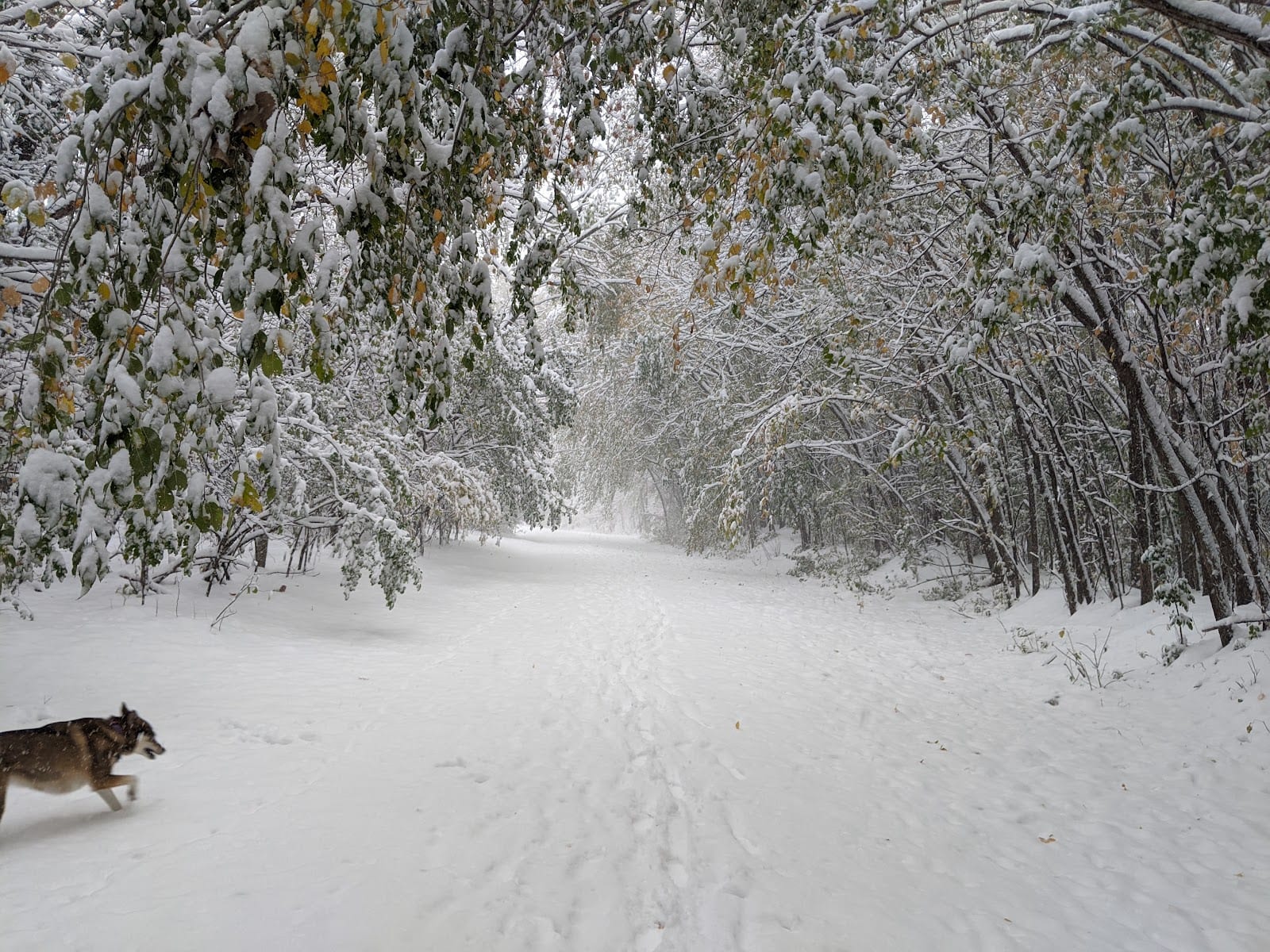 Bloomington Off-leash Dog Park