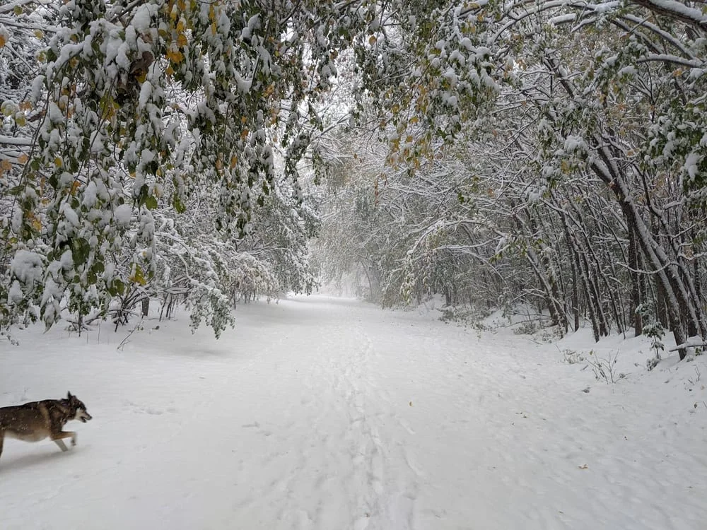 Bloomington Off-leash Dog Park, photo 2