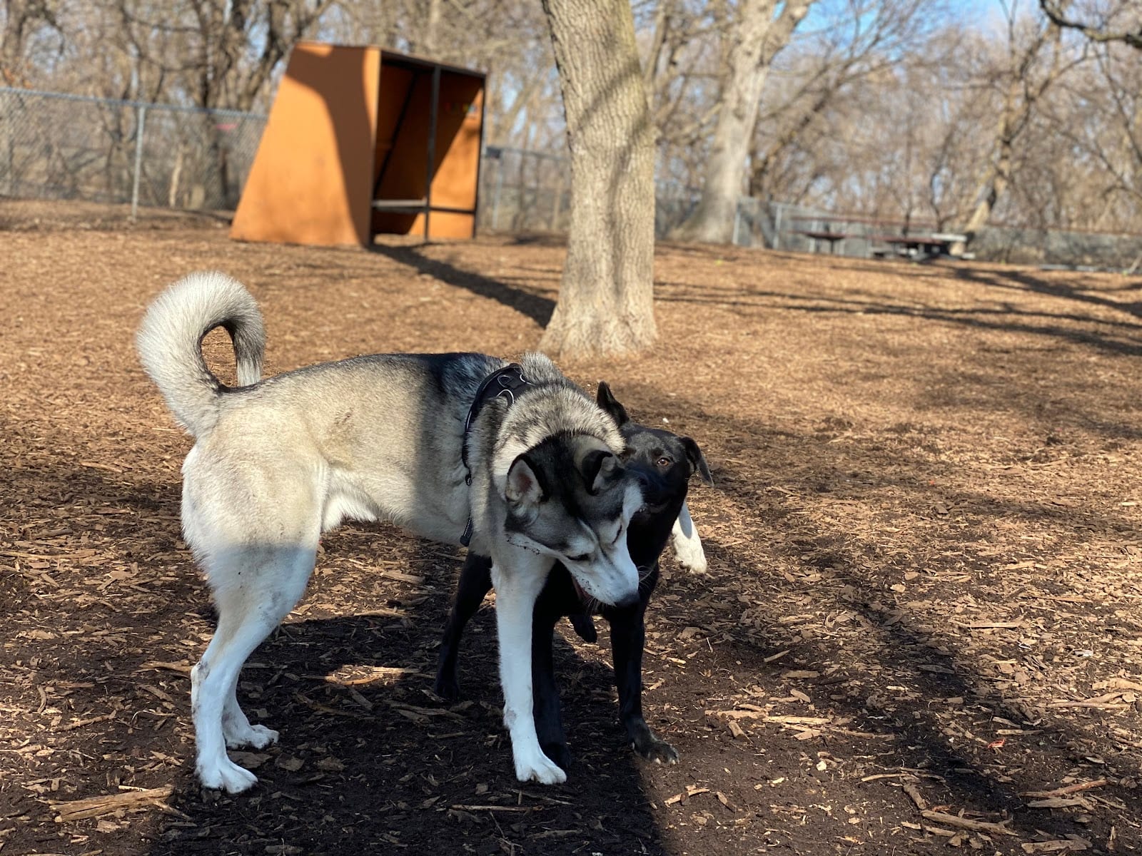Dakota Dog Park, photo 3