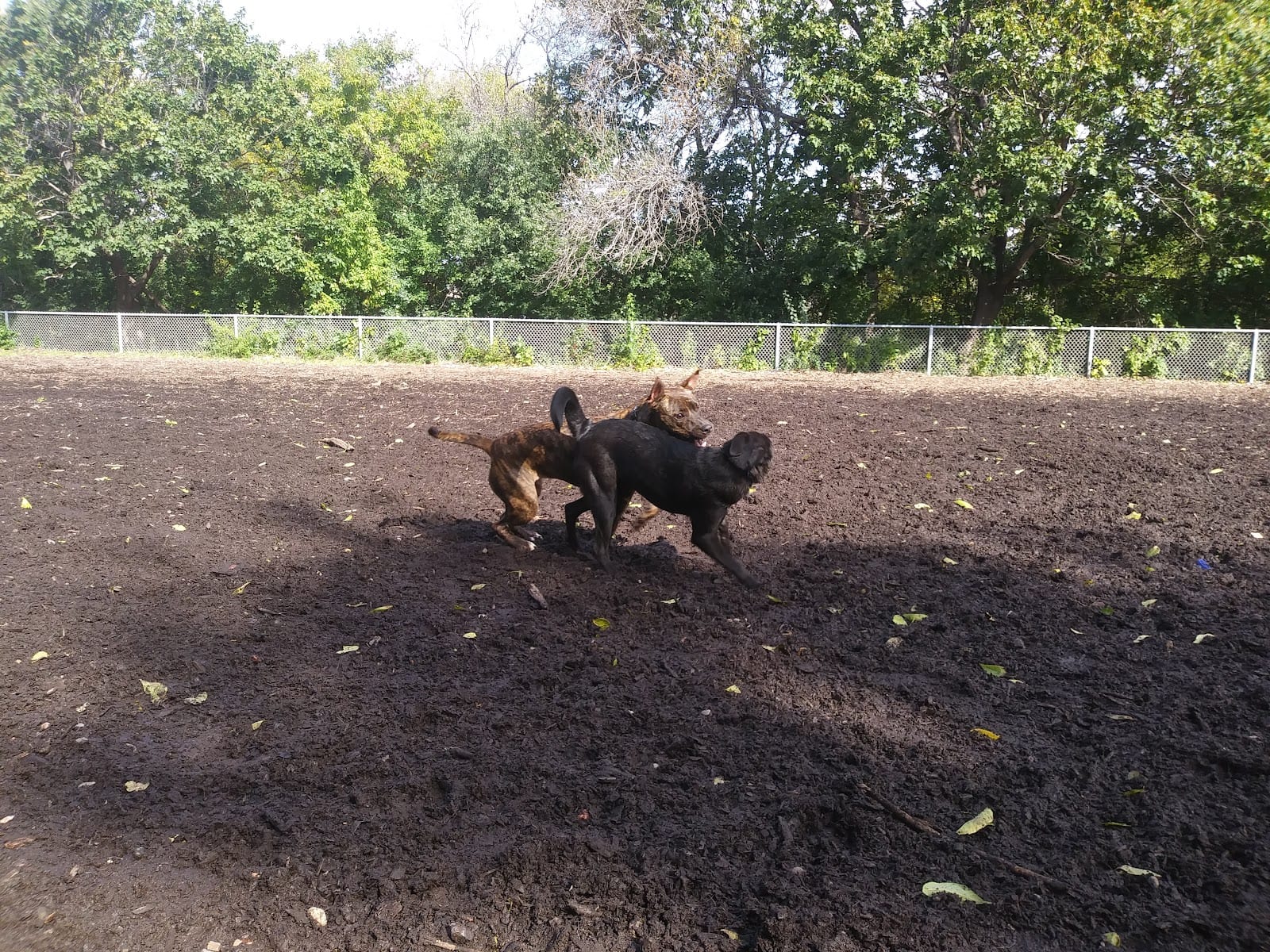 Franklin Terrace Off-Leash Dog Park