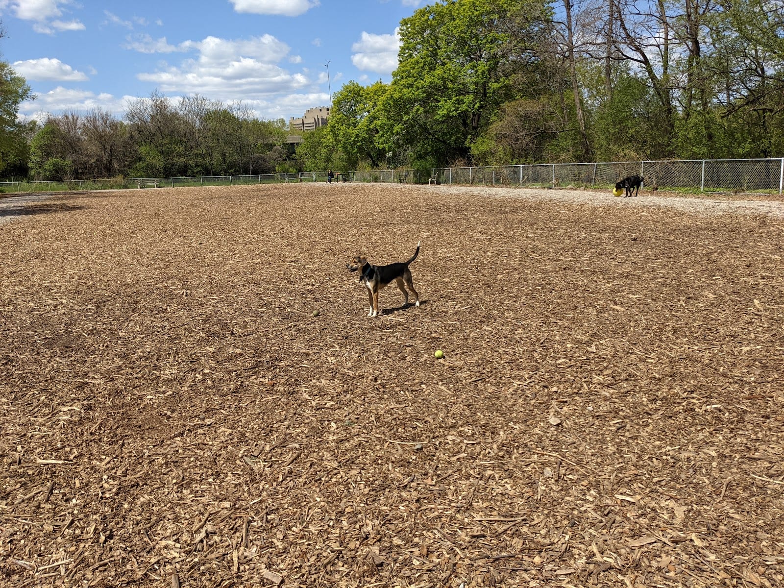 Franklin Terrace Off-Leash Dog Park, photo 2