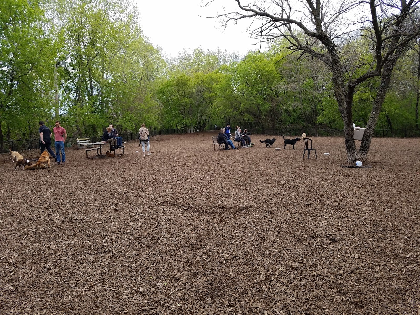Lake of the Isles Dog Park, photo 3