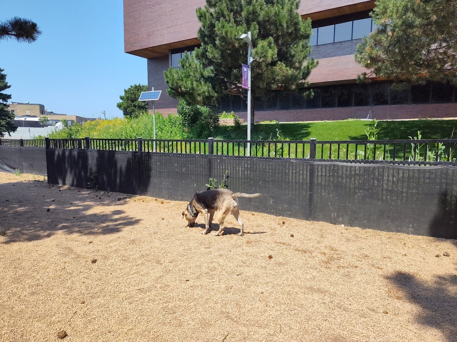 Loring Park Dog Park, photo 2